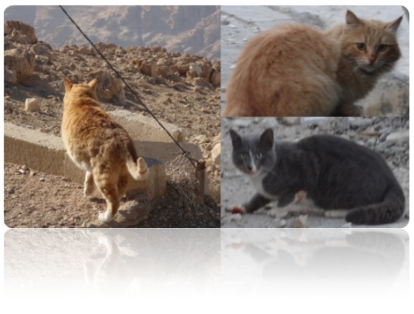 Stray Cats in Jordan